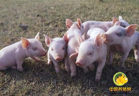 生猪饲养成本调查显示：下半年湘潭猪肉价格稳中有降