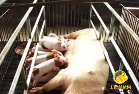 猪场又出现一种可引起母猪共济失调、流产或突然死亡的新疫病