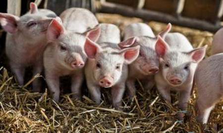 养猪场温度是决定猪群健康的重要指标