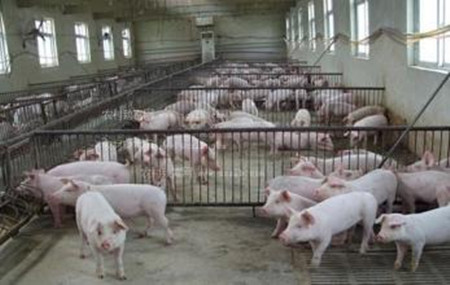 养猪场配种栏的基本要求