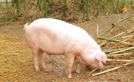 圩猪品系繁育和育种方向概述