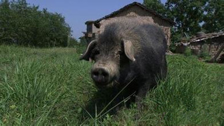 养种公猪要注意高温问题