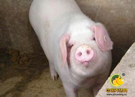 纤维对猪的营养功能尚难推断