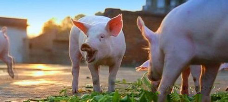 维生素：种猪繁殖效率与体质的守护者