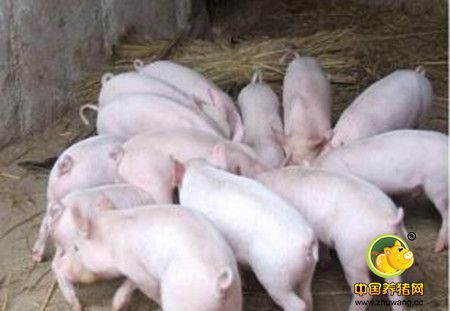 养猪巧用十种饲料添加剂