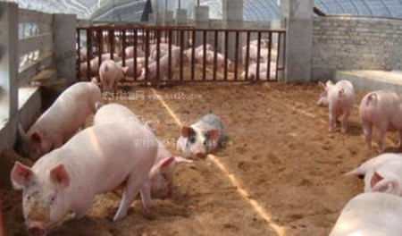 很多猪场都倾向于使用预混料来压低养猪生产成本，但您这个秘密得知道