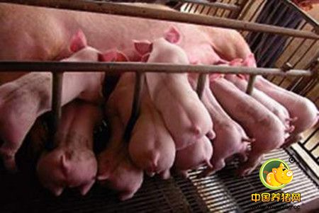 养猪户安全高效使用兽用生物制品的方法