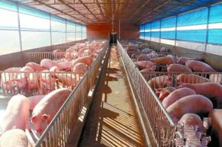 猪场内青霉素在临床上使用需注意的地方