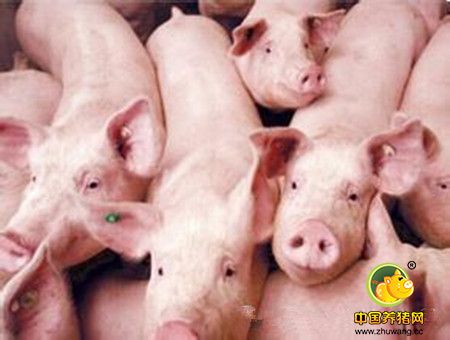 霉菌毒素对养猪的危害--一看吓一跳