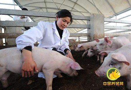 需求提升较弱猪价延续小涨 养殖户需注意猪病疫情