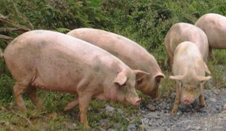 2016年甘肃省生猪市场好转 养猪效益创10年新高