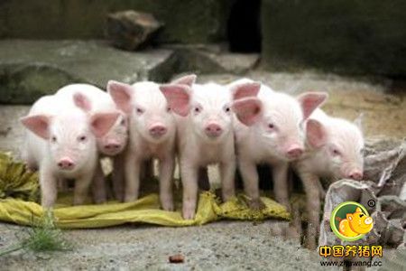 规模化猪场种猪的多阶段选育方法