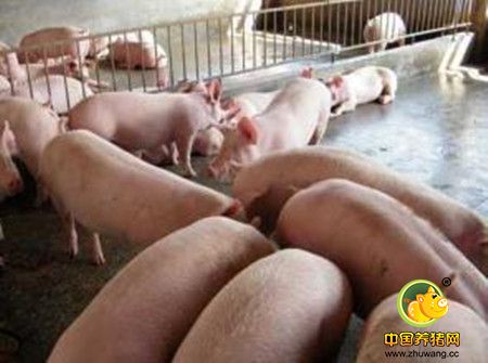 养猪场漏缝地板影响猪场正常生长的主要问题