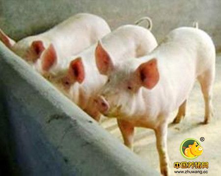 猪饲料中为什么要再添加蛋氨酸和赖氨酸？