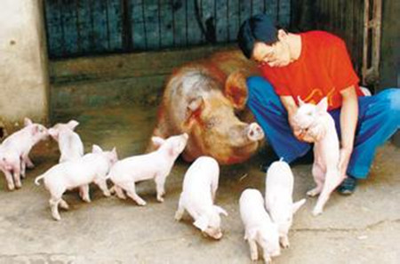 养猪过程中用药物进行母猪保胎的方法