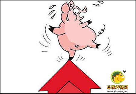 元旦前生猪价格平稳 12月小幅上涨0.2%