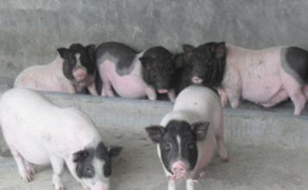 氯前列烯醇在母猪生产中的应用方案要点