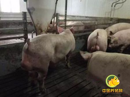 预防猪传染病－合理使用抗菌剂、抗生素