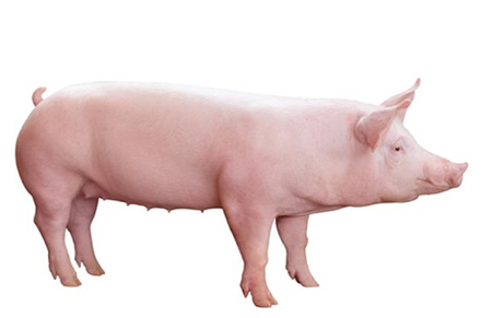猪链球菌病来势凶猛，养殖户可要当心了！