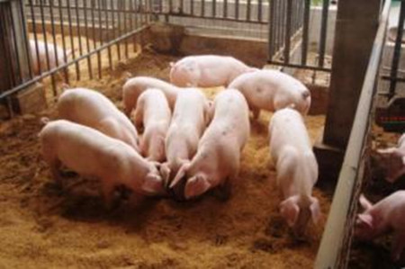 在养猪过程中常见的应激性疾病主要有神马？