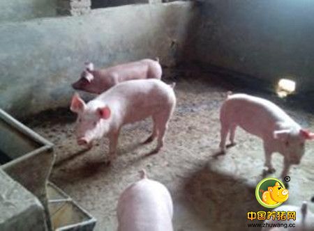 春季猪场寄生虫病的防控分析