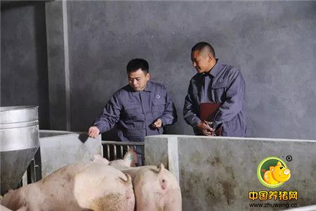 何爱柱：未来养猪业特别有前景