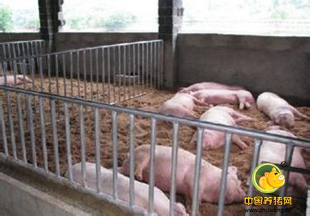 降低养猪成本的具体措施