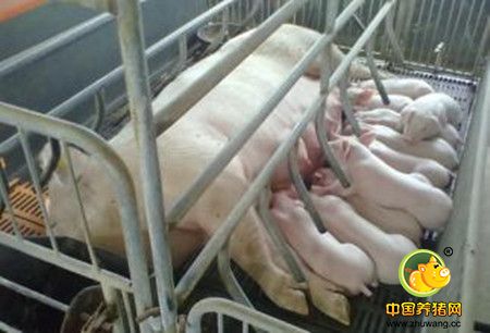 后备种猪的饲养管理方法