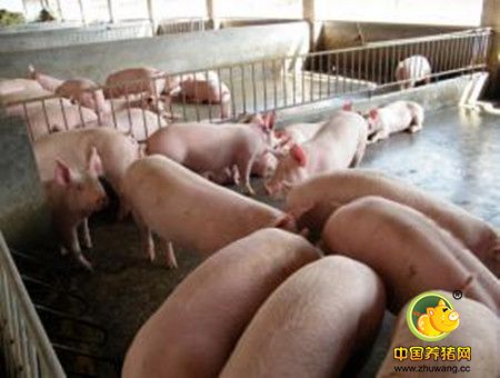 现代化规模养猪场后备猪的饲养管理
