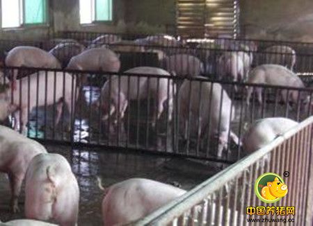 养猪场如何在不影响生产的前提下降低能源成本