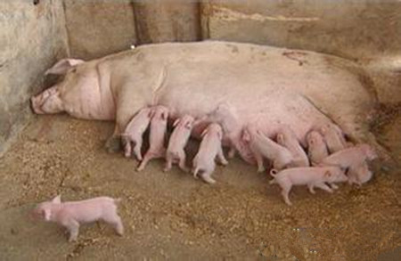种猪养殖场养殖离不开三个技术要点