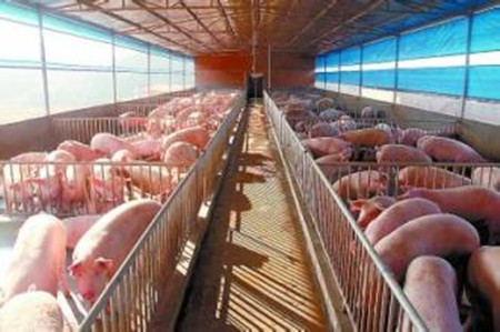 提高养猪场效益有哪些值得学习的方法