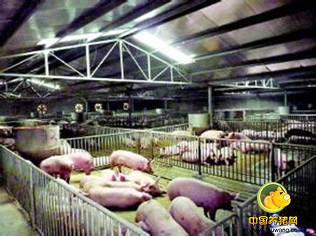 降低养猪成本 如何对饲料霉菌毒素严格把关