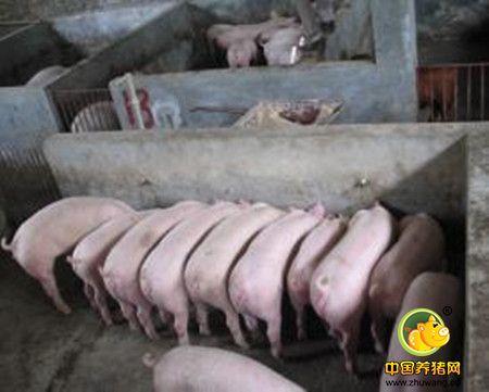 猪场养殖常见问题
