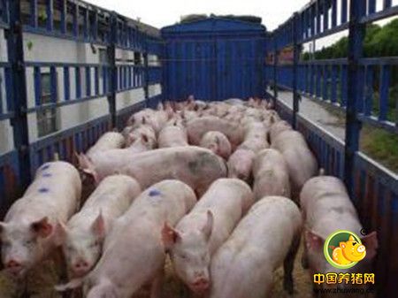 猪场保健整体方案