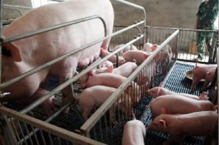母猪配种期的饲养管理
