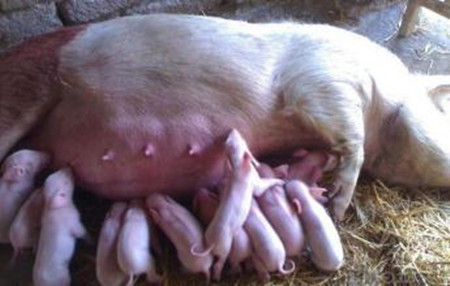 母猪的配种方法
