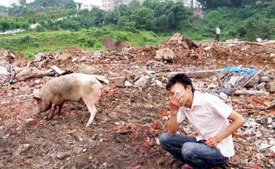 2016年全国拆掉多少猪场？仅广东就拆除2.5万个……