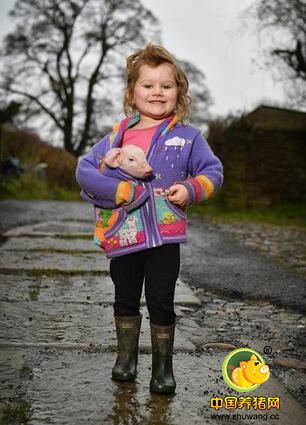 英农场3岁女童耐心照料小猪，母亲称其“猪语者”