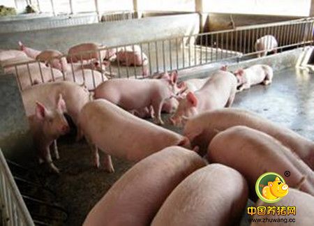 阿维菌素或伊维菌素给猪场猪群的驱虫法