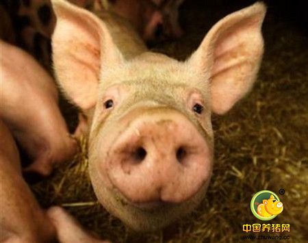 养猪户怎么安全高效的使用兽用生物制品