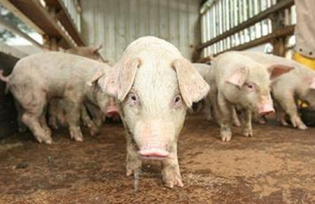 养猪需防猪矿物质营养缺乏，注意防止猪矿物质营养缺乏