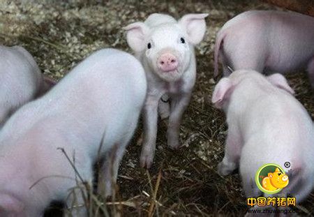 晋江市整治生猪养殖污染 822家养殖场被关闭