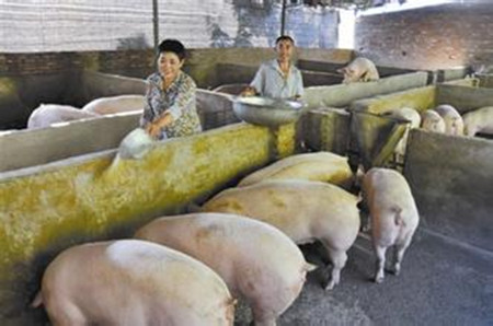 冬季养猪的管理方法