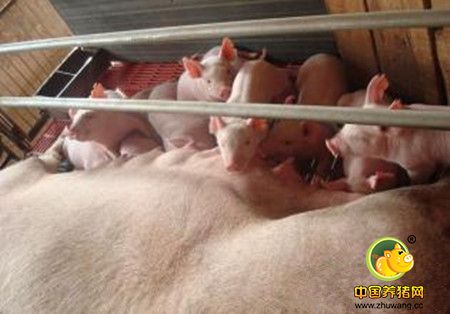 养猪场生产过程中的驱虫工作，你做的正确吗？