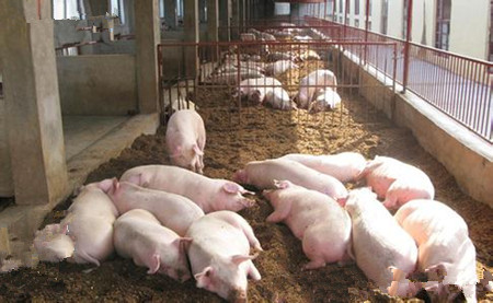 冬季养猪高效管理要点中的猪舍条件是怎样的