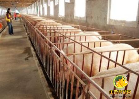 规模化养猪场中养殖户如何正确储存兽药？