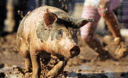 评论：“泥浆灌猪” 说好的“放心肉”呢？