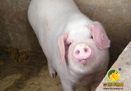 警惕猪链球菌、副猪嗜血杆菌病猪场带来的重大灾害！
