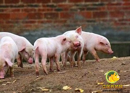 通过三个猪群临床调查：断定猪群PRRS感染增加其它常见疾病的发病率
